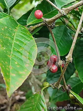 nature unique fruit chocolate fruit Stock Photo