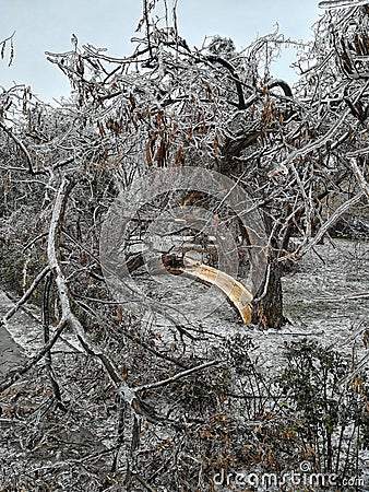 Nature unleashed in a freezing winter day Stock Photo