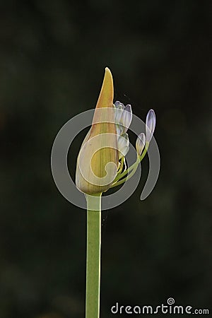 Nature Vertical image Delicate single Purple lily of the Nile Agapanthus flower bud stem beginning Bloom Stock Photo