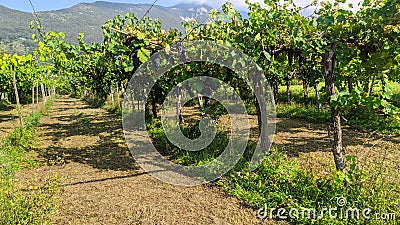 nature view in Botticino province of Brescia in Italy. panorama of vineyard with mountains Stock Photo