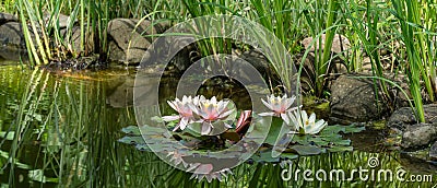 Nature view of bright pink water lilies or lotus flowers Marliacea Rosea blooming in pond. Nympheas reflected with plants Stock Photo