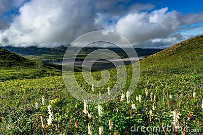 Nature view with flowers and clouds in Denali National Park in A Stock Photo