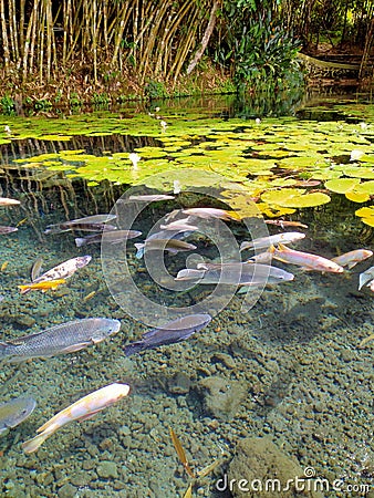 Nature view of lake, fishes, and lotus plants Stock Photo
