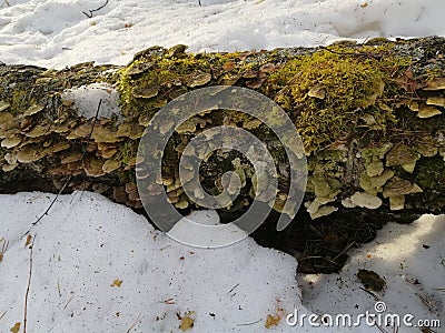 Nature wakes up after winter Stock Photo