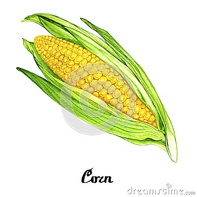 Nature watercolour corn poster Cartoon Illustration