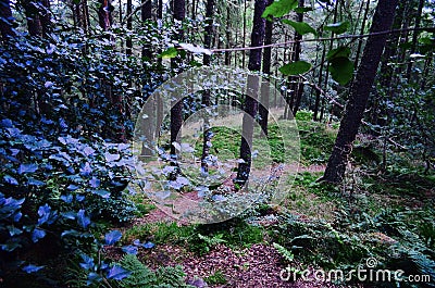 Nature, wild and beautiful forest with dramatic light and shadow, Scotland. Stock Photo