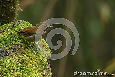 Nature wildlife bird Bornean Shade dweller bird Stock Photo