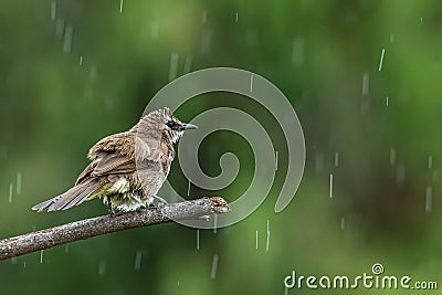 Nature wildlife bird Yellow-vented bulbul isolated on green background during raining Stock Photo