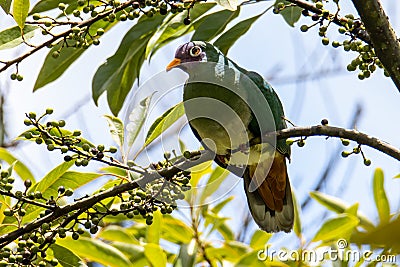 Nature wildlife image of Jambu fruit dove bird (Ptilinopus jambu) sitting on a branch in a rain forest Stock Photo