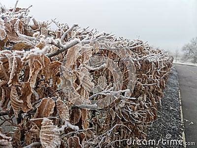 Nature winter beautiful frosty leaves bushes along the road Stock Photo