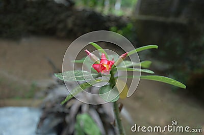 Nature& x27;s Splendor: a Close-up of a Fragile Flower Blossoming with Freshness and Growth Stock Photo