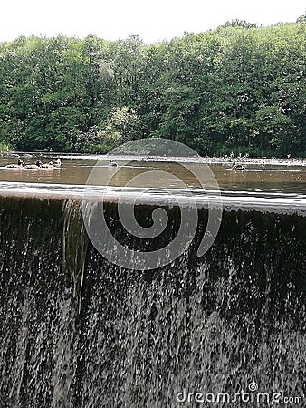 Nature waters ducks trees summer stills Stock Photo