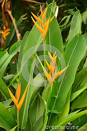 The Nature of Yellow Heliconia Flowers Stock Photo