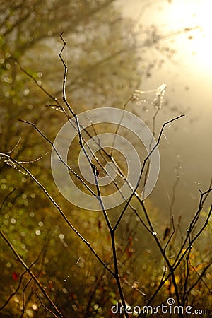 Naturephotography. Sunrise in a forest. Stock Photo