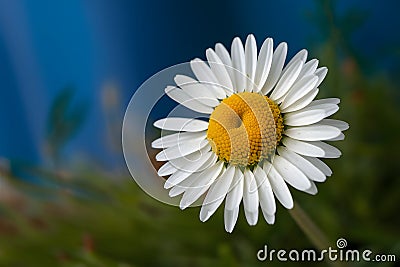 Natures beauty vibrant daisy shines against blue backdrop Stock Photo