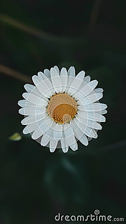 Natures beauty vibrant daisy shines against blue backdrop Stock Photo