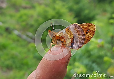 Butterfly Stock Photo