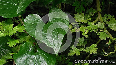 Natures Heart Stock Photo