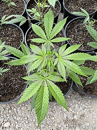 Natures hemp plant beautiful in color Stock Photo