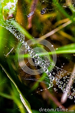 Natures Pearl Necklace Stock Photo