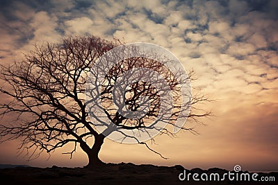 Natures poetry, bare tree silhouette stands against the twilight sky Stock Photo