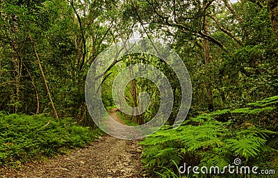 Natures Valley Forest Stock Photo