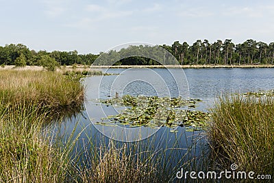 Natuurgebied de Kampina, Nature area the Kampina Stock Photo