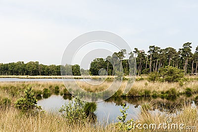 Natuurgebied de Kampina, Nature area the Kampina Stock Photo