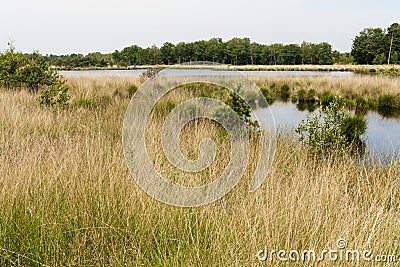 Natuurgebied de Kampina, Nature area the Kampina Stock Photo