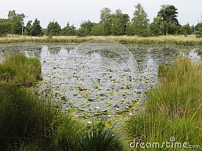 Natuurgebied de Kampina, Nature area the Kampina Stock Photo