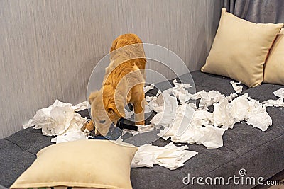 Naught bad golden dog playing and biting toilet paper Stock Photo