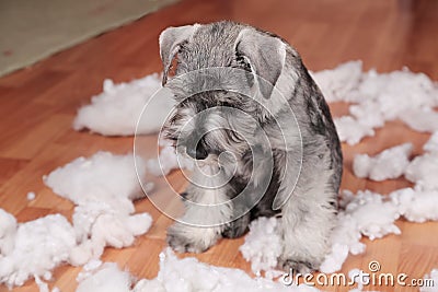 Naughty bad cute schnauzer puppy dog made a mess at home, destroyed plush toy. The dog is home alone. Stock Photo