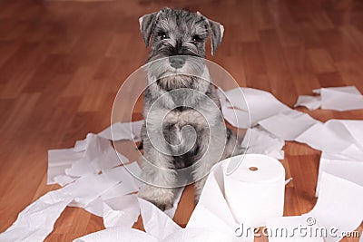 Naughty cute schnauzer puppy dog made a mess at home. The dog is home alone. Stock Photo