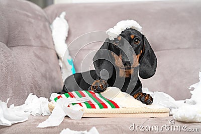 Naughty dachshund puppy was left at home alone and started making a mess. Pet tore up furniture and chews home slipper Stock Photo