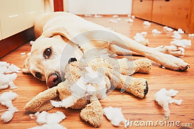 Naughty dog home alone Stock Photo