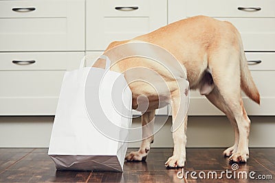 Naughty dog in home kitchen Stock Photo
