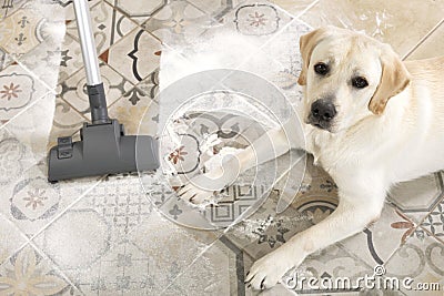 Naughty dog is lying on dirty floor and looks guiltily at camera Stock Photo