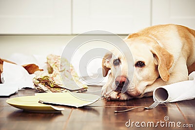 Naughty dog Stock Photo