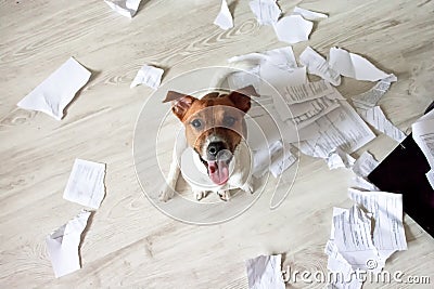 Naughty Dog in the Mess. Bad Dog Sitting In Torn Pieces of Documents on the Floor. Pet Tore up Important Documents. Bad dog sittin Stock Photo