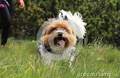 Naughty face of Biewer Terrier. Dog race which is only in Deutchland and czech republic. Biewer Yorkshire Terrier runs. Captured Stock Photo