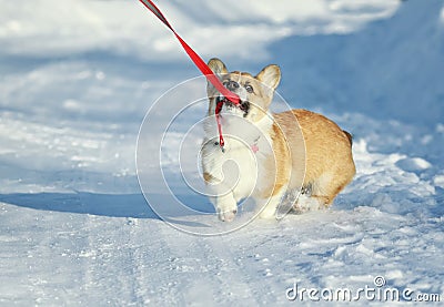 Naughty cute ginger puppy dog Corgi walks in the white snow on the road in the Park in winter and pulls the leash with his teeth Stock Photo