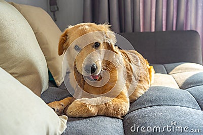 Naughty golden retriever dog chewing the rawhide bone on sofa Stock Photo