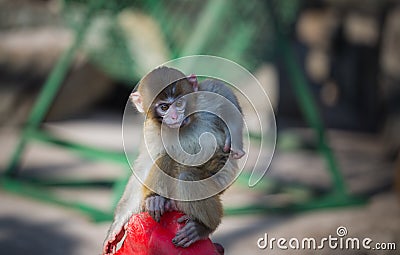 Naughty monkey Stock Photo