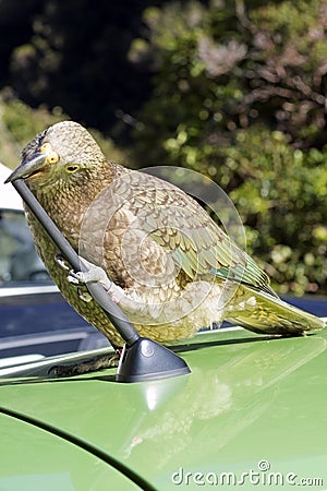 A Naughty Mountain Parrot Snacks on a Car Stock Photo