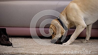 Naughty pedigreed dog chewing female owner shoes, pet misbehaving, discipline Stock Photo