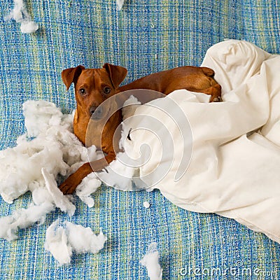 Naughty playful puppy dog after biting a pillow Stock Photo