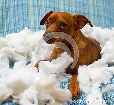 Naughty playful puppy dog after biting a pillow Stock Photo