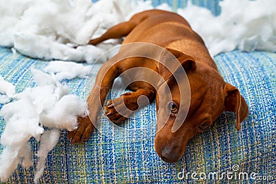 Naughty playful puppy dog after biting a pillow Stock Photo