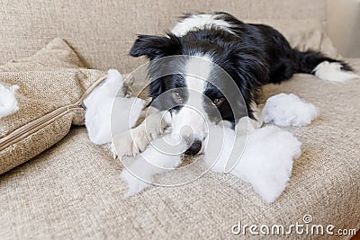 Naughty playful puppy dog border collie after mischief biting pillow lying on couch at home. Guilty dog and destroyed living room Stock Photo