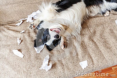 Naughty playful puppy dog border collie after mischief biting toilet paper lying on couch at home. Guilty dog and destroyed living Stock Photo